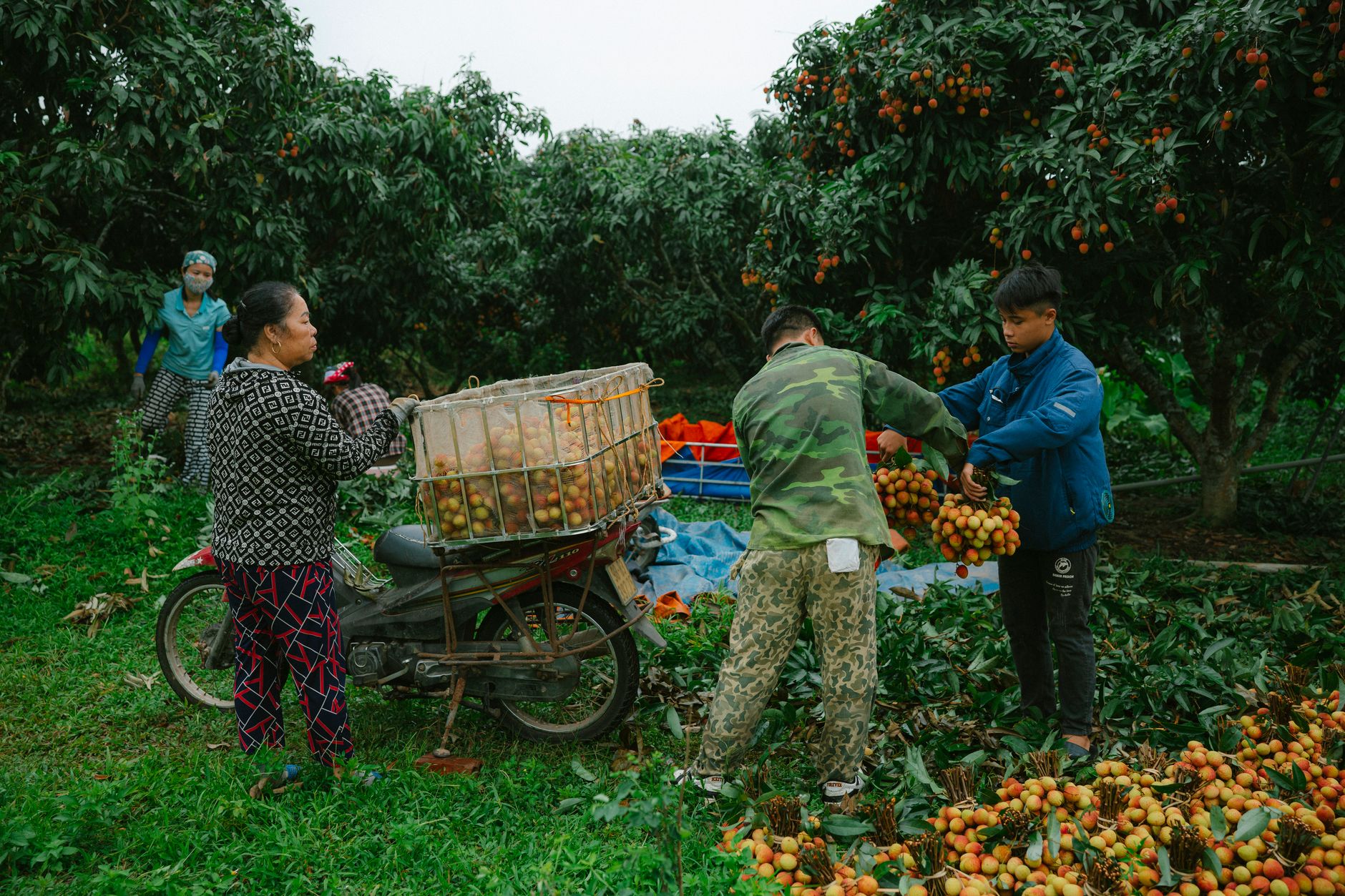Điều Kiện Đi XKLD Úc 2026: Bạn Có Đủ Tiêu Chuẩn Không? 1 Lao động Việt Nam thu hoạch trái cây tại trang trại Úc