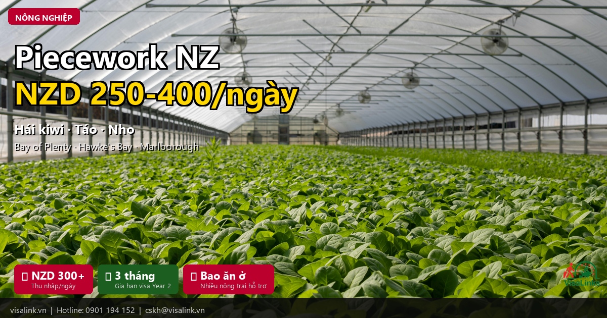 Lương XKLD New Zealand 2026: Thu Nhập Thực Tế Từng Ngành Nghề 2 Nông nghiệp New Zealand – Hái kiwi piecework thu nhập cao 2026 | Visalink
