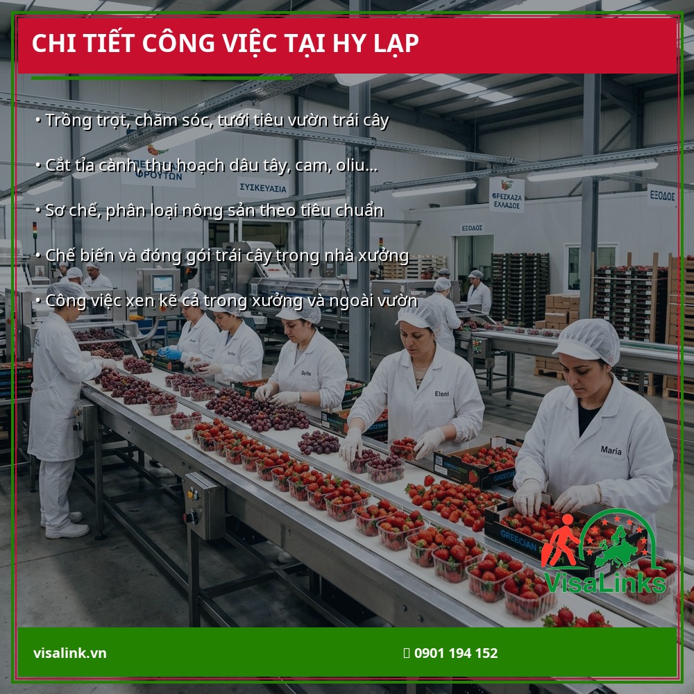 Chi tiết công việc trồng trọt và đóng gói nông sản tại Hy Lạp - Visalink